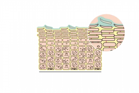 Hidrolipid filmréteg és a kézbőr